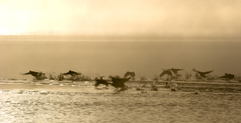 American Coots Taking Flight